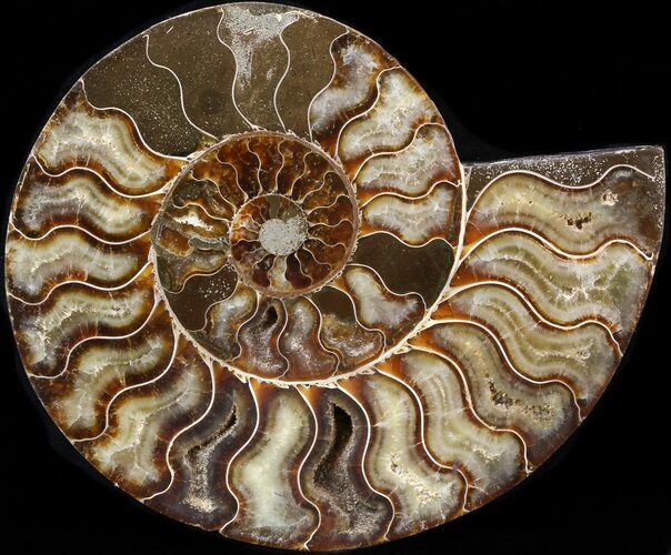 Cut Ammonite Fossil (Half) - Agatized #42524